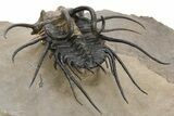 Bizarre Dicranurus Trilobite - Spectacular Preparation #227803-4